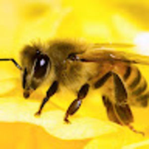 Meet your Posher, Bee